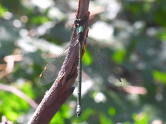 Chalcolestes viridis