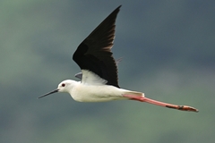 Himantopus himantopus