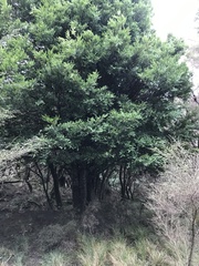 Prumnopitys ferruginea
