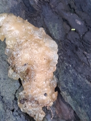 Myxarium nucleatum