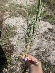 Sorghum halepense