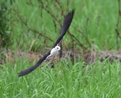 Himantopus himantopus