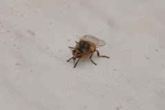 Simuliidae