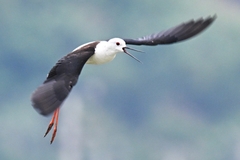 Himantopus himantopus