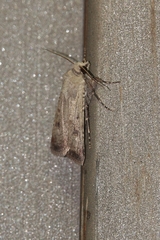 Agrotis trux