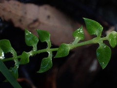 Stellaria flaccida