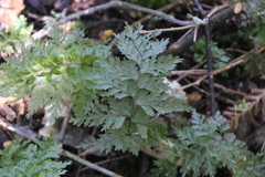 Hymenophyllum demissum