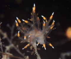 Dendronotus iris