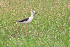 Himantopus himantopus