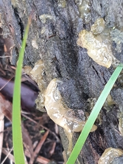 Myxarium nucleatum