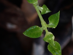 Stellaria flaccida