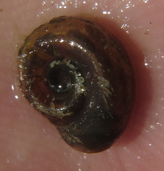 Biomphalaria pfeifferi