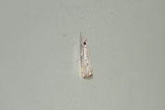 Catoptria falsella