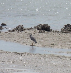 Egretta novaehollandiae novaehollandiae