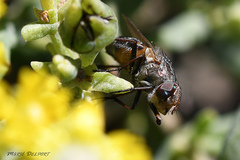 Rhyncomya paradoxa