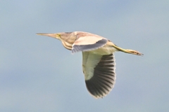Ixobrychus sinensis
