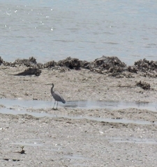 Egretta novaehollandiae novaehollandiae