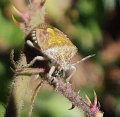 Dolycoris baccarum