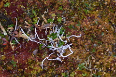 Thamnolia vermicularis