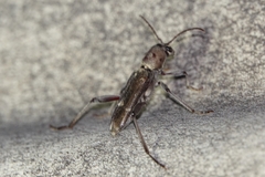 Xylotrechus smei