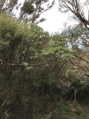 Brachyglottis pentacopa