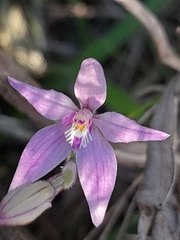 Caladenia latifolia