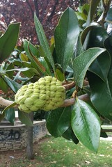 Magnolia grandiflora