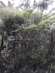 Brachyglottis pentacopa