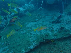 Lutjanus kasmira