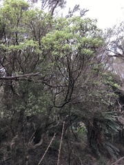 Brachyglottis pentacopa