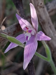 Caladenia latifolia