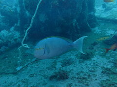 Acanthurus mata