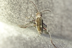 Xylotrechus smei