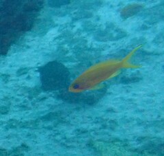 Pseudanthias squamipinnis