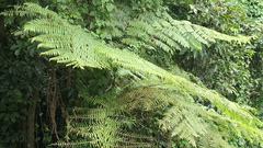 Alsophila spinulosa