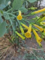 Nicotiana glauca