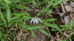 Lobelia chinensis