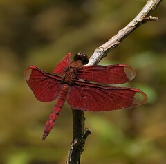 Neurothemis fulvia