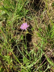 Knautia arvensis