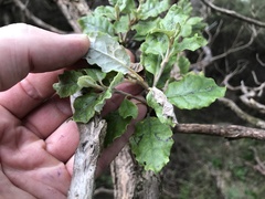 Brachyglottis pentacopa