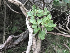 Brachyglottis pentacopa