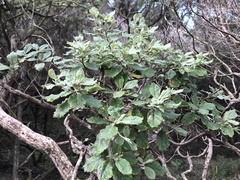 Brachyglottis pentacopa