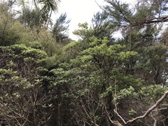 Brachyglottis pentacopa