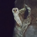 Australian Barn Owl - Photo (c) Dave Curtis, some rights reserved (CC BY-NC-ND)