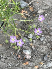 Spergularia rubra