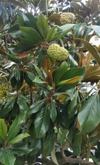Magnolia grandiflora