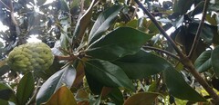 Magnolia grandiflora