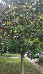 Magnolia grandiflora
