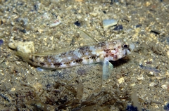 Gobius roulei