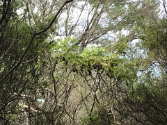 Brachyglottis pentacopa